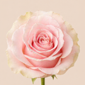 Rosas